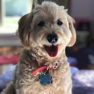 Meet your Posher, Carole